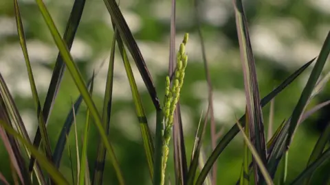 Gwyndaf Hughes/BBC Green rice grains grow from a plant among other blurred green plants.