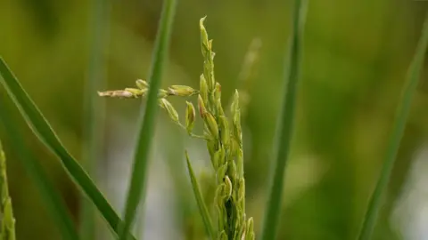 Gwyndaf Hughes/BBC Green rice grains grow from a plant among other blurred green plants.