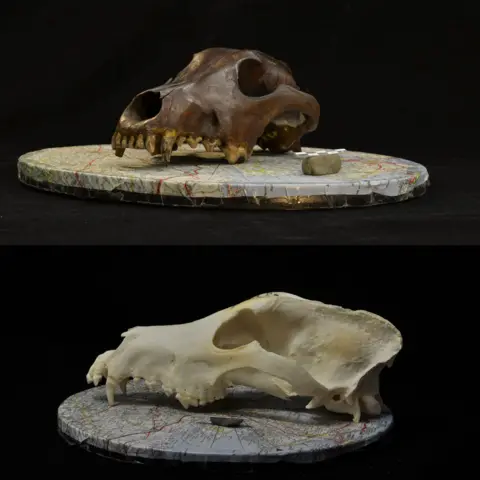 C Ameen The image shows two canine skulls used in the archaeological study. It is a photograph of a wild canid skull (top) and a modern dog skull (bottom) used for the photogrammetric reconstruction of 3D models in the study